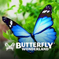Butterfly Wonderland Logo